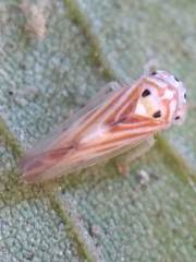 Caladonus coquilletti