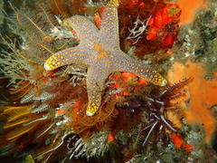 Callopatiria formosa