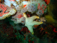 Callopatiria formosa