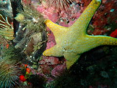 Callopatiria formosa