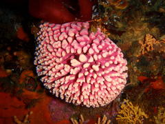 Stylaster nobilis
