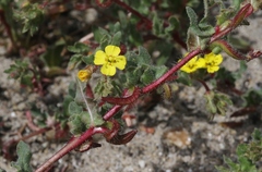 Camissoniopsis lewisii
