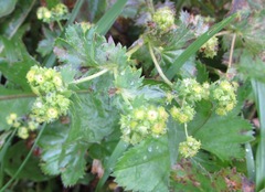 Alchemilla altaica