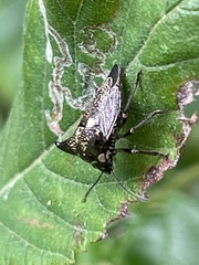 Alcimocoris japonensis