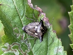 Alcimocoris japonensis