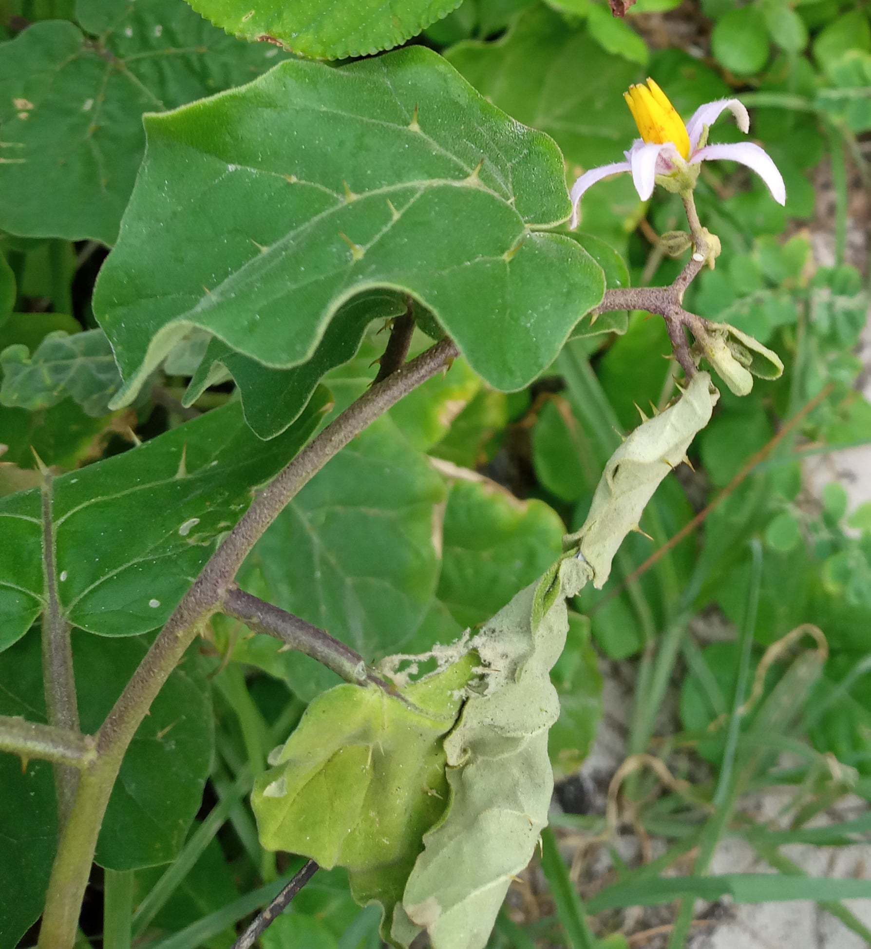 Solanum malindiense