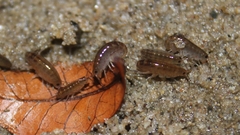 Traskorchestia traskiana