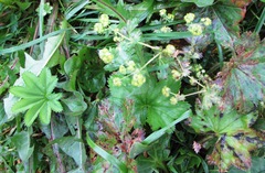 Alchemilla altaica