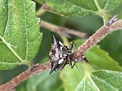 Alcimocoris japonensis