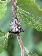 Alcimocoris japonensis