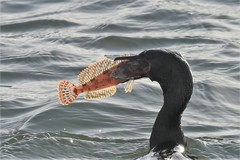 Hemilepidotus hemilepidotus