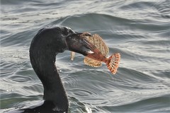 Hemilepidotus hemilepidotus