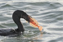 Hemilepidotus hemilepidotus