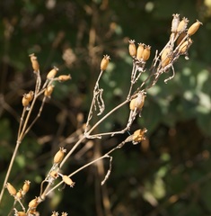 Silene italica