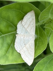 Scopula nigropunctata