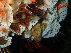 Parablennius cornutus