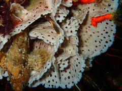 Parablennius cornutus