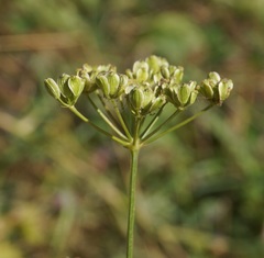 Peucedanum alsaticum