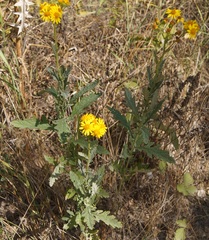 Jacobaea grandidentata
