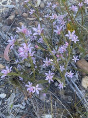 Philotheca reichenbachii