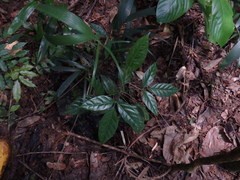 Polyscias diversifolia
