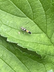 Cosmopterix fulminella