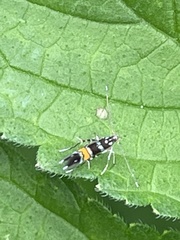 Cosmopterix fulminella