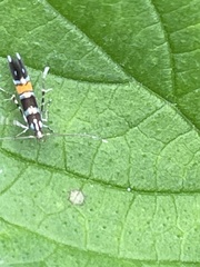 Cosmopterix fulminella