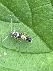 Cosmopterix fulminella