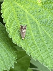 Grapholita delineana