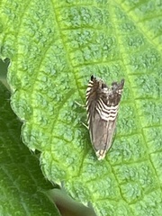 Grapholita delineana