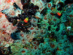 Choromytilus meridionalis
