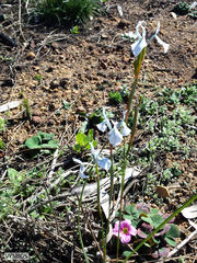 Moraea tripetala tripetala