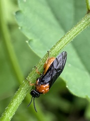 Monophadnus nigriceps