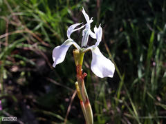 Moraea tripetala tripetala