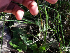 Moraea tripetala tripetala