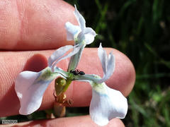 Moraea tripetala tripetala