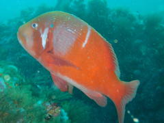 Chrysoblephus laticeps