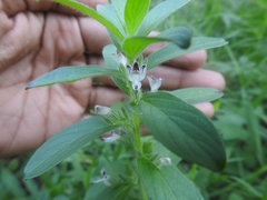 Andrographis echioides