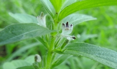 Andrographis echioides
