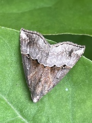 Hypena indicatalis