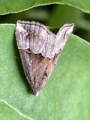 Hypena indicatalis