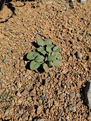 Pelargonium nervifolium