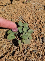 Pelargonium nervifolium