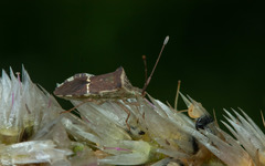 Cletomorpha benita