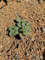 Pelargonium nervifolium