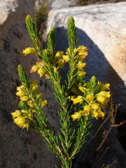 Erica parilis parilis