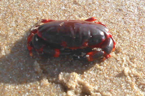 Liomera cinctimanus