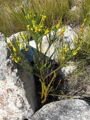 Erica parilis parilis