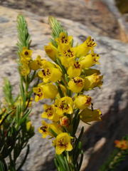 Erica parilis parilis